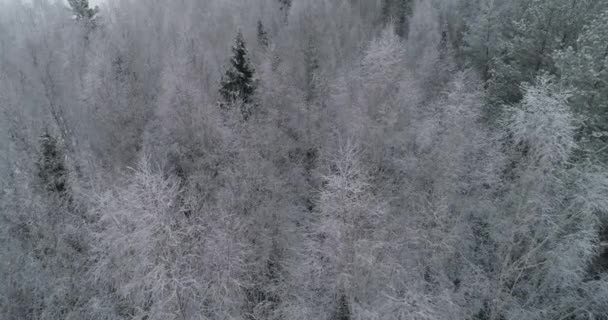Vinterlandskap med skog. — Stockvideo