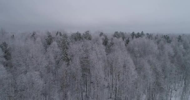 숲으로 뒤덮인 겨울 풍경. — 비디오