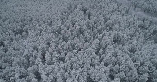 Winterlandschap met bos. — Stockvideo