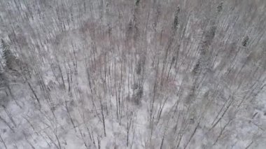 Ormanlı kış manzarası.