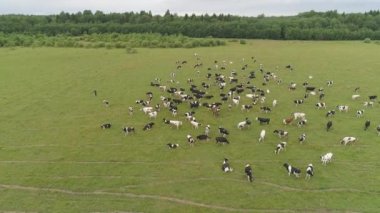 İnekler otlakta otlar.