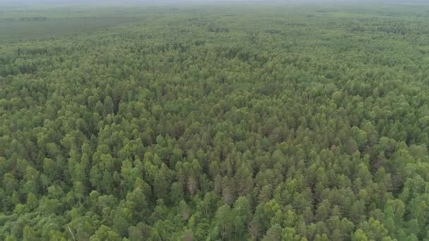 Lot nad zielonym lesie. — Wideo stockowe