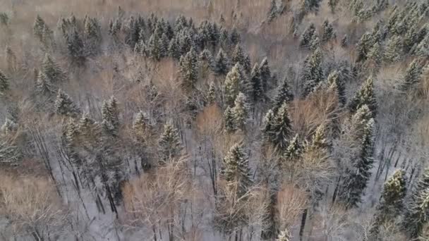 Paisaje invernal con bosque. — Vídeos de Stock