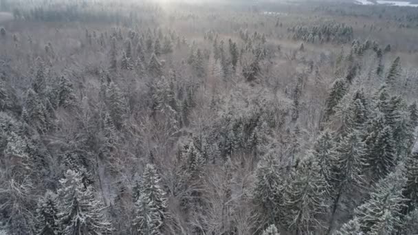 Paisaje invernal con bosque. — Vídeos de Stock