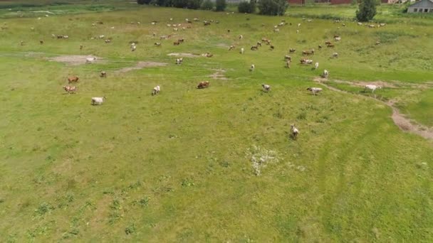 Les vaches paissent dans les pâturages