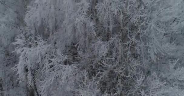 Paysage hivernal avec forêt. — Video