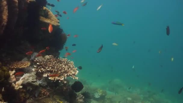 Recifes de coral e peixes tropicais. Filipinas, Mindoro . — Vídeo de Stock