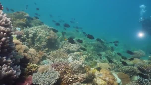 Коралловый риф и тропическая рыба. Филиппины, Mindoro . — стоковое видео