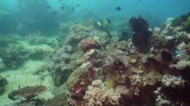 Mercan ve tropikal balık. Filipinler, Mindoro.