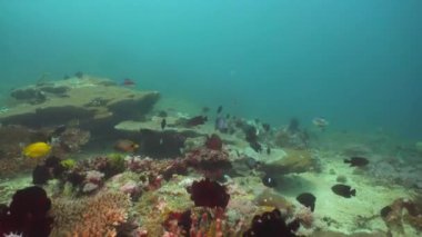 Mercan ve tropikal balık. Filipinler, Mindoro.