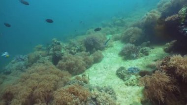 Mercan ve tropikal balık. Filipinler, Mindoro.