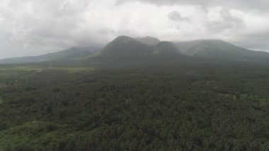 Palmiye ağaçlarıyla tropik bir manzara. Filipinler, Luzon