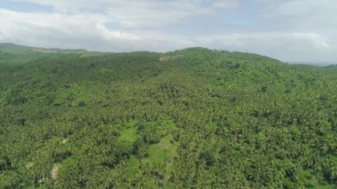 Palmiye ağaçlarıyla tropik bir manzara. Filipinler, Luzon