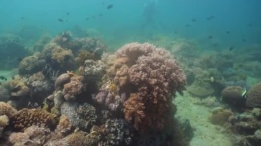 Mercan ve tropikal balık. Filipinler, Mindoro.