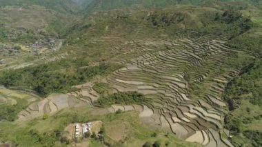 Dağlarda pirinç terasları.