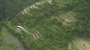 Dağlarda pirinç terasları.