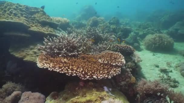 Arrecife de coral y peces tropicales. Filipinas, Mindoro . — Vídeos de Stock