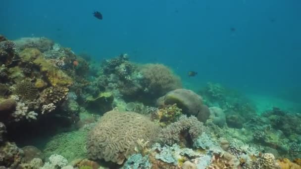 Arrecife de coral y peces tropicales. Filipinas, Mindoro . — Vídeos de Stock