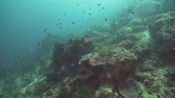 サンゴ礁と熱帯魚。フィリピン、ミンドロ島. — ストック動画