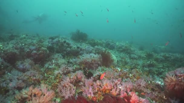 Coral reef and tropical fish. Philippines, Mindoro. — Stock Video