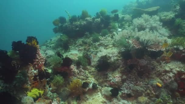 Recifes de coral e peixes tropicais. Filipinas, Mindoro . — Vídeo de Stock