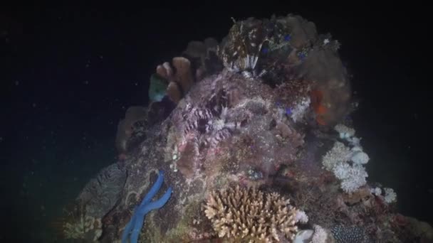 Stella marina sul corallo. Filippine, Mindoro . — Video Stock