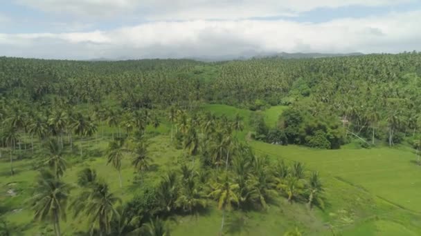 Тропический пейзаж с пальмами. Филиппины, Luzon — стоковое видео