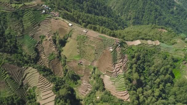Zemědělská půda v horské provincii Filipíny, Luzon — Stock video