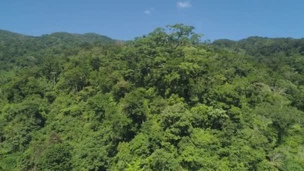 Utsikt över bergslandskapet med regnskog. — Stockvideo