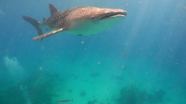 Tiburón ballena en el océano . — Foto de Stock