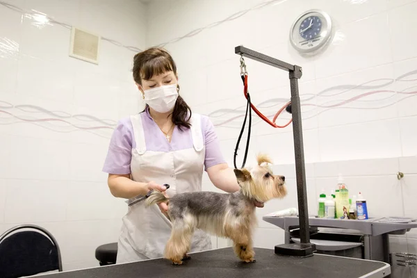Dog in pet grooming salon.