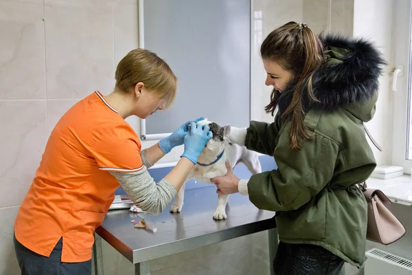 Oftalmologista veterinário examinando olhos de cão . — Fotografia de Stock