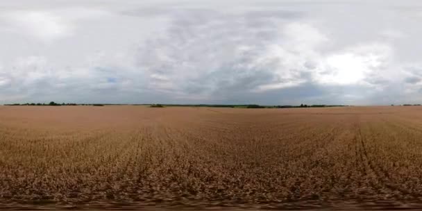 畑に夏の日 360 サンレミバスティオン撮農地に黄色い小麦の登熟の小穂に黄色い小麦 — ストック動画