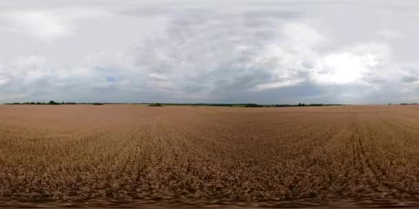 Campo Con Grano Giallo Giorno Estate 360Vr Vista Aerea Spille — Video Stock