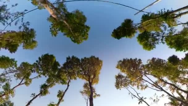 Краєвид тропічного лісу Індонезії — стокове відео