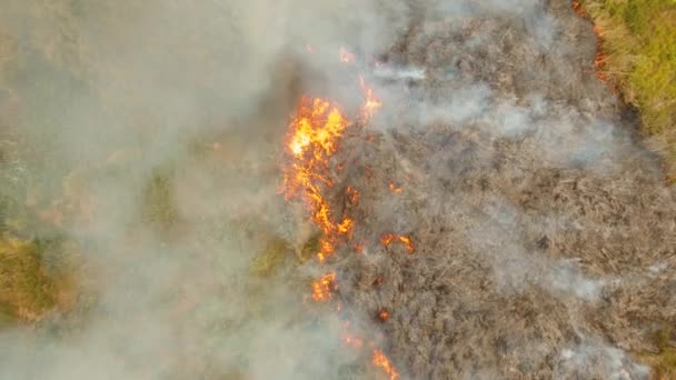 Fuego en un arbusto tropical — Vídeos de Stock