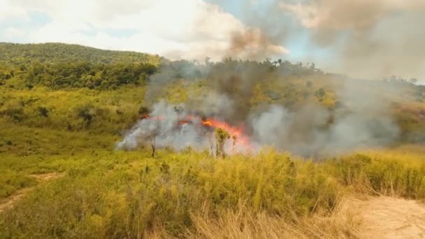feu dans un buisson tropical 