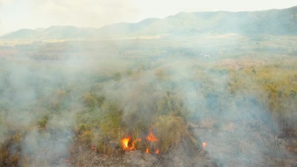 Fire in a tropical bush — Stock Video