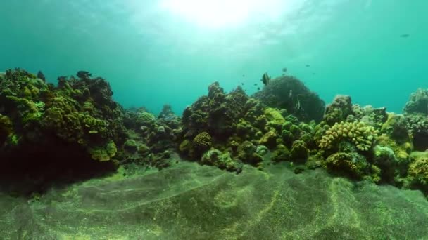 Recifes de coral e peixes tropicais — Vídeo de Stock