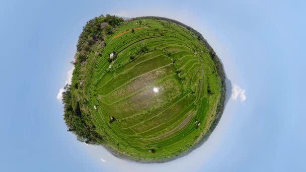 Pequeño Planeta Ver Campos Arroz Campo Vista Aérea Terraza Arroz — Vídeo de stock