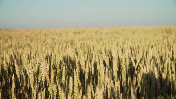 Campo di grano al tramonto — Video Stock