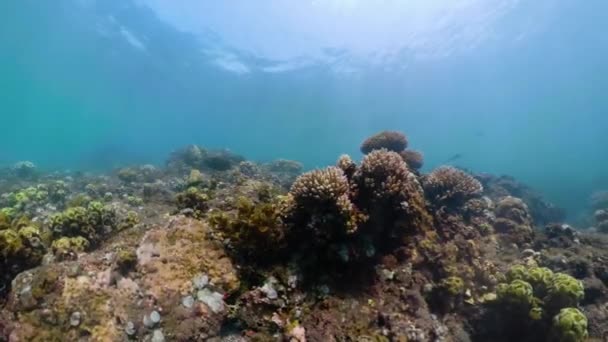 Recifes de coral e peixes tropicais — Vídeo de Stock