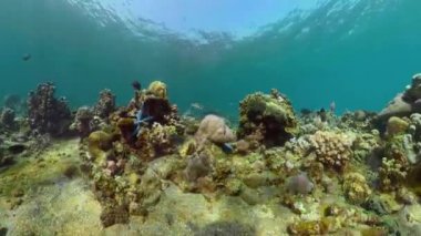 Mercan resifi ve tropikal balıklar