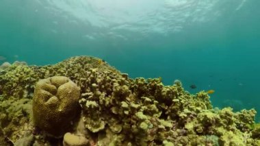 Mercan resifi ve tropikal balıklar