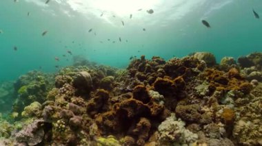 Mercan resifi ve tropikal balıklar