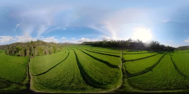 Endonezya vr360 pirinç terasları — Stok video