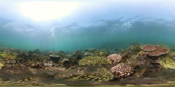 Vr360 Koral rafa i tropikalna ryba — Wideo stockowe