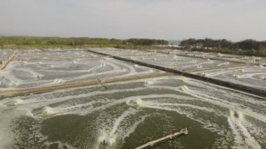 Endonezya 'da karides yetiştiriciliği