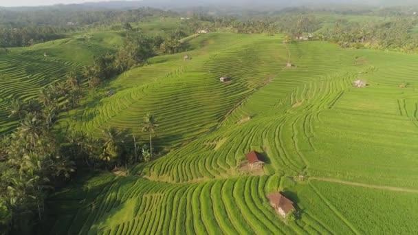 Campos de arroz con tierras agrícolas en indonesia — Vídeo de stock