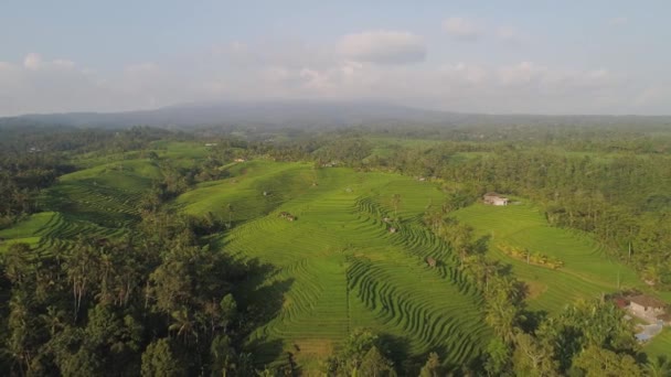 Pola ryżowe z gruntami rolnymi w Indonezji — Wideo stockowe
